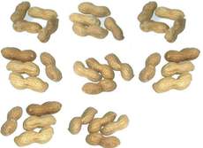 Erdnüsse-8x4.jpg